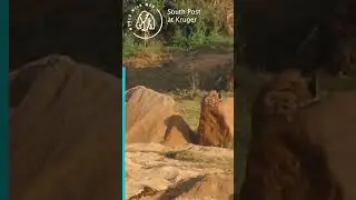 PART 2 Wild Dogs & Hyenas Fight Over Impala 🐕🐕 World Wild Web 