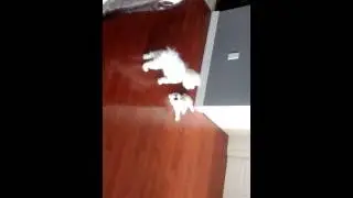 Melody and Roxy playing (Mom and daughter dogs)