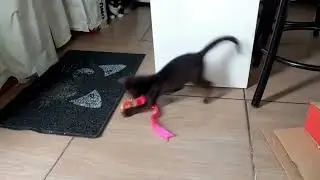 As primeiras horas da Pingada em casa!