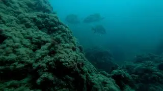 Холостой гарпун. Подводная охота в Черном море.