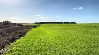 Зелёное поле.