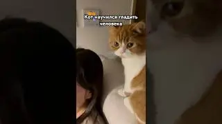 Самый умный котик!) #кот #коты #смех #cat #cats #funny
