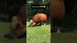 Smental  buqa necha kilo chiqadi kament