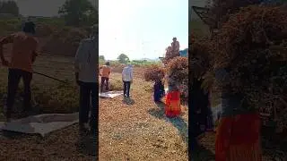 Mungafali Harvest 🥜 Mungafali Farming 🧑‍🌾 Farmer #agriculture #satisfying #shot