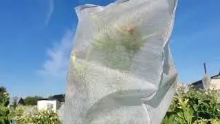 О семенах...