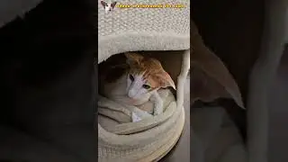 Настроение: против всего мира😸 #shorts #funny #cat #comedy