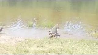 Mama Duck On the Lake with Baby Ducks