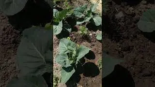 Гусениц на капусте не будет! Делаем профилактику без химии!