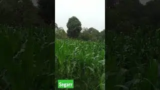 Kebun Jagung  setelah usai hujan #shorts