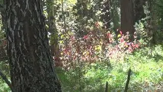 Бабье лето в Тевризе.