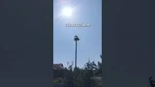 Энергетики после восстановления электроснабжения, помогли и пернатым соседям #аисты #стихия #shorts