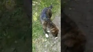 Зева с Дачной, 5 мес