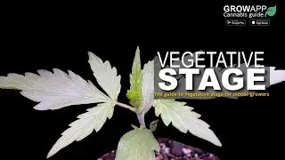 Vegetative Stage | The guide to vegetative stage for indoor growers