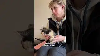 В доме неожиданно появился котёнок