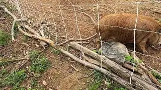 Pigs 3 Farmer 19