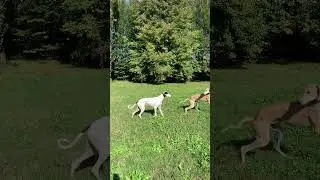 LEVRIERI I CANI PIÙ VELOCI DEL MONDO #greyhound  #levrierospagnolo #saluki