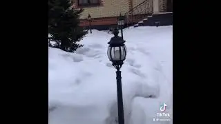 Мой дратхаар.