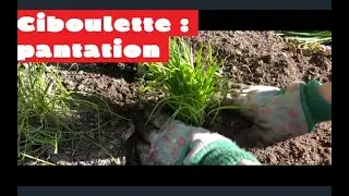 Ciboulette : plantation et entretien 🌱