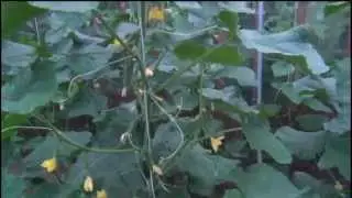 ОГУРЦЫ. Собираем первый УРОЖАЙ!