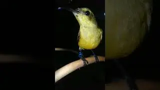 Ciri-ciri Sogon Ijoan Jantan #sogon #sogonijoan  #burcil #shorts #shortvideo