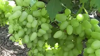 Сорт винограду 