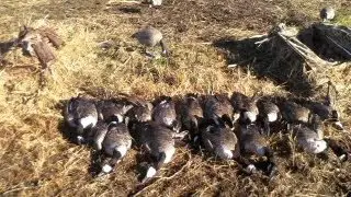september 10th 2012 Goose hunting