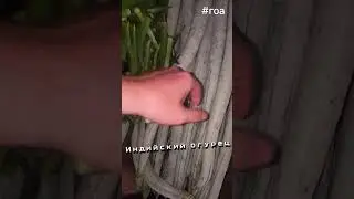 Индийский огурец #шортс #индия #гоа