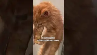 Почему кошки так любят хлеб? 