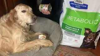 Hill's Prescription Diet Metabolic - Prima impressione test prodotto