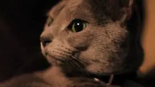 Russian Blue Luna