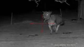 Happy cow by night