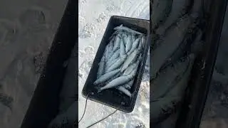 рыбалка Владивосток селёдка, де фриз 28.02.24