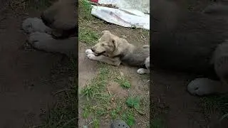 Собакен-Шарик