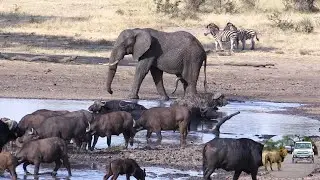 Wild Africa At Its Best, With All Types Of Animals in Harmony