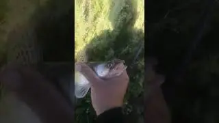 Отпустил Речного зверя