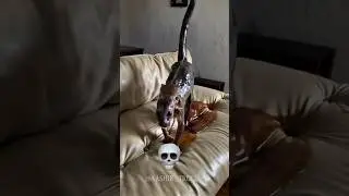 Cats Are Not Scary 💀