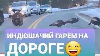 ИНДЮШАЧИЙ ГАРЕМ НА ДОРОГЕ😊Невероятные встречи с животными на дороге. Индюки переходят дорогу#shorts