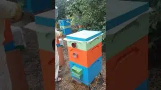 Улья ппс ппу свой личный опыт