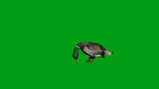Duck eating green screen video | Copyright Free
