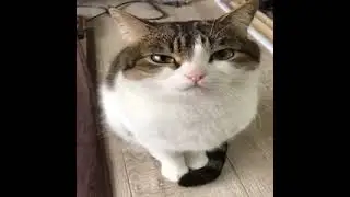 𝓬𝓪𝓽𝓼