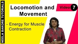 Locomotion and Movement | NEET | Energy for Muscle Contraction | Neela Bakore Tutorials