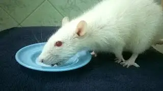 Крыса пьет молоко / Rat drinking a milk / Крыса умывается /Рика / Крыса Альбиноc