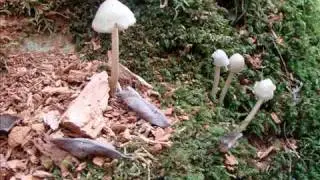 Nature: The beauty of a tree stump