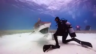 Epic Diving - The Best of Bahamas Shark Diving!
