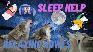 Relaxing Wildlife Sounds - Wolves Howl - Sleep Help - ASMR - Insomnia Help - Bedtime - Night Time