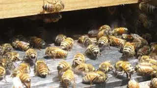 Bee Bearding Bee Hive - Honeybee House - Heat Dome 2024 @PiperX1X