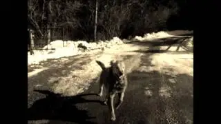 A dogs adventure (music video)