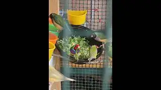 амадины гульда-летний перекус #amadina #амадины #gouldianfinch #ladygouldianfinch #shorts
