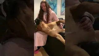 My Boerboel is such a Character