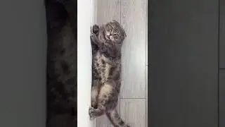 Когда кот-директор
